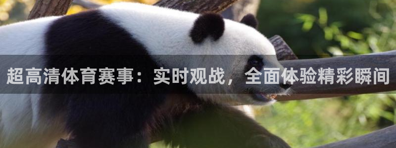 超高清体育赛事：实时观战，全面体验精彩瞬间