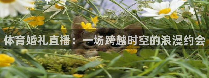 体育婚礼直播：一场跨越时空的浪漫约会
