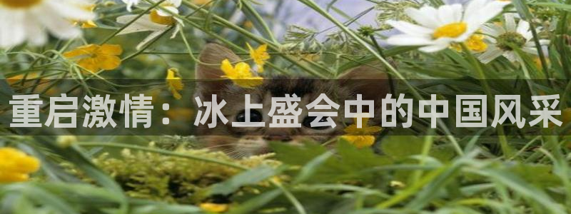 重启激情：冰上盛会中的中国风采